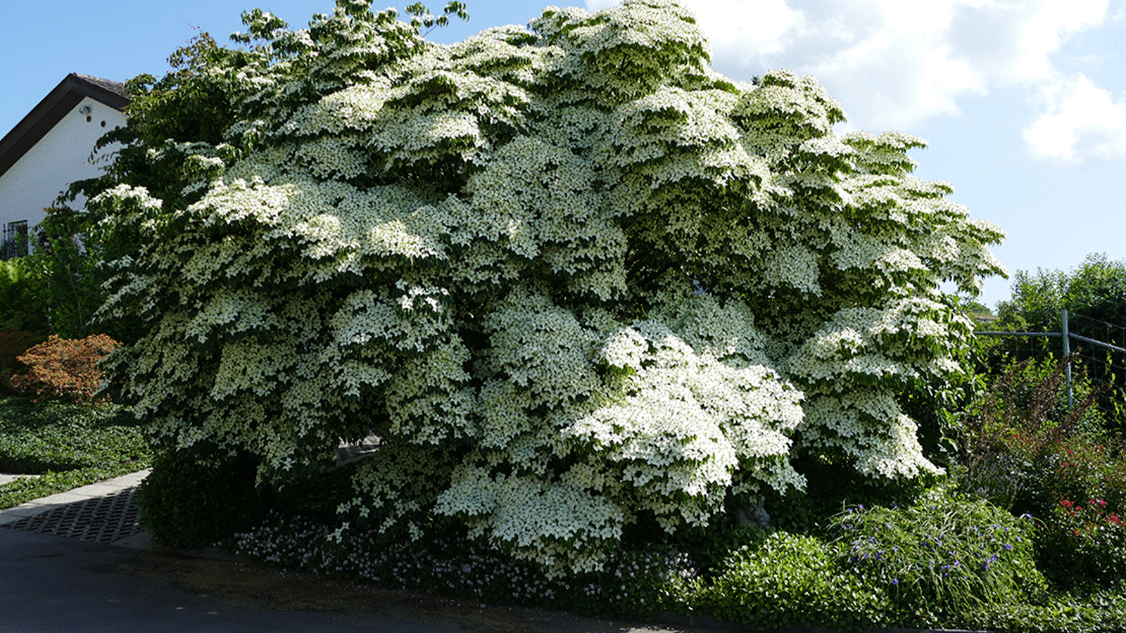Impression eines gepflegten Garten