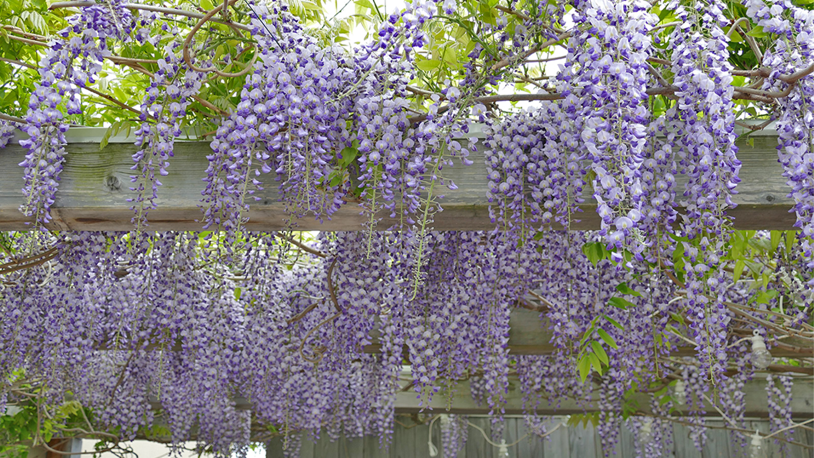 Pflege mit dem Gartenabo