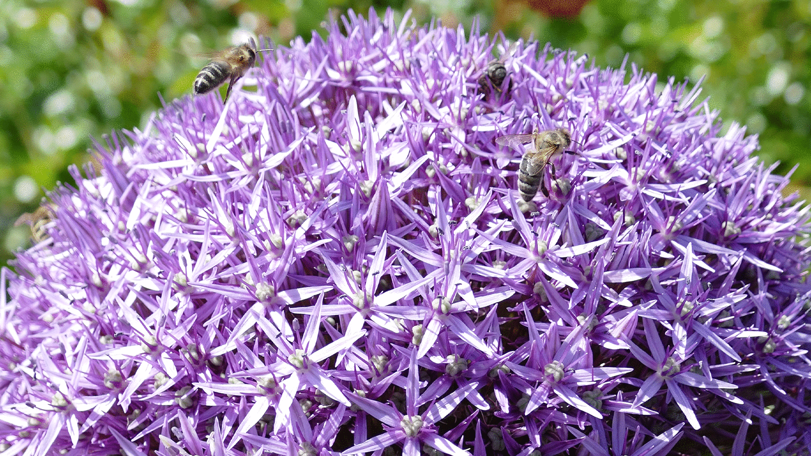 eine wahre Freude für Binen